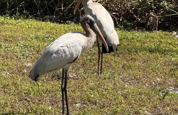 Everglades VIP Tour with 1 hour Private Airboat Total 4 hour tour