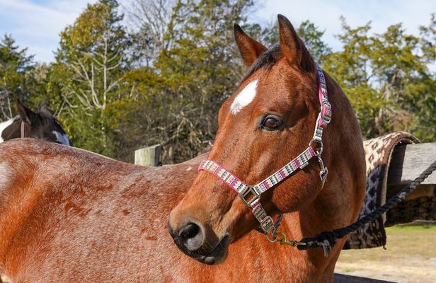 90 Minutes Trail Ride Near Nashville