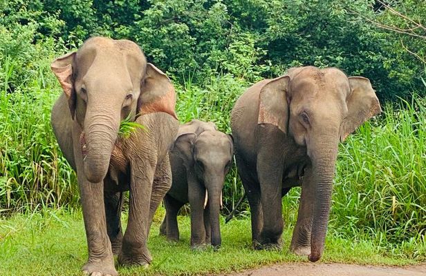 Private Habarana Safari – Minneriya / Kaudulla / Hurulu Eco Park 
