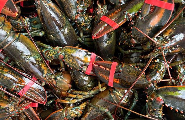 Lobsters & Legacy: An Authentic Lunenburg Experience