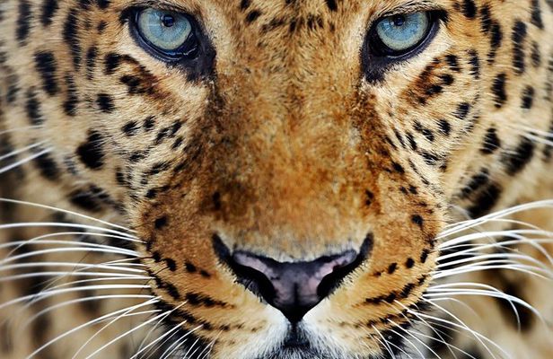 Yala National Park Private Jeep Safari with Entrance Ticket