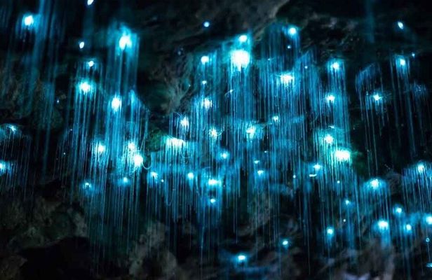 Gold Coast Daytime Scenic Rim Glow Worm Tour + Hop on Hop off Bus