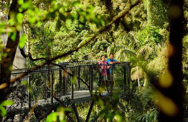 Hop on Hop Off Bus - Tamborine Mountain from Brisbane