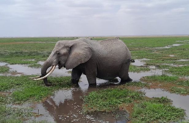 Amboseli Daytrip from Nairobi