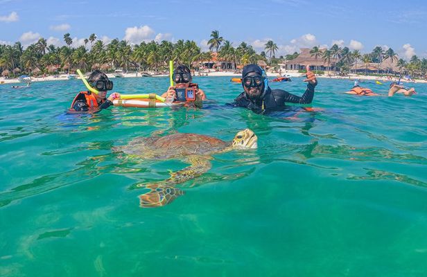 Swim with Turtles in Akumal