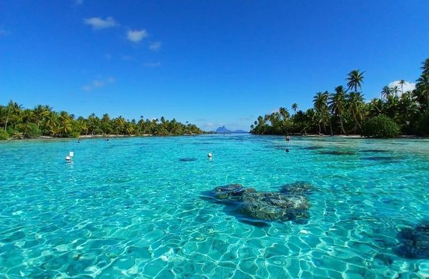 Raiatea Tahaa 1/2 day Coral Garden Snorkeling / Cruise Friendly 