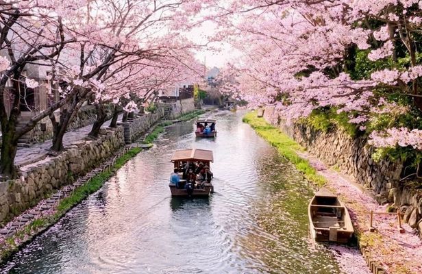 T8 Kyoto: Seasonal Cherry Blossoms & Omihachiman Canal Cruise