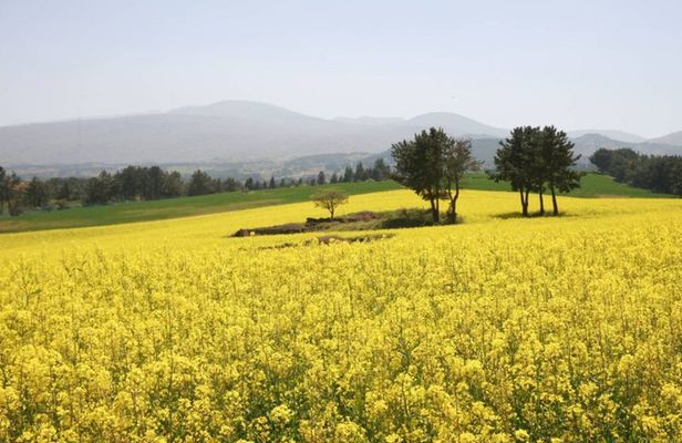 Jeju Trendy Café Tour and When Life Gives You Tangerines