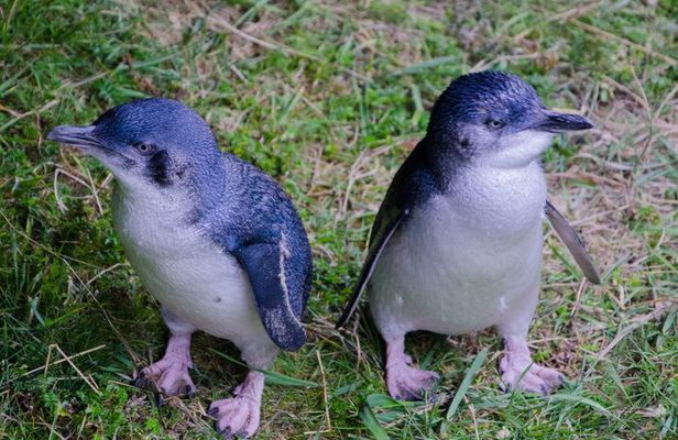 Otago Peninsula Scenery & Little Blue Penguins Evening Tour