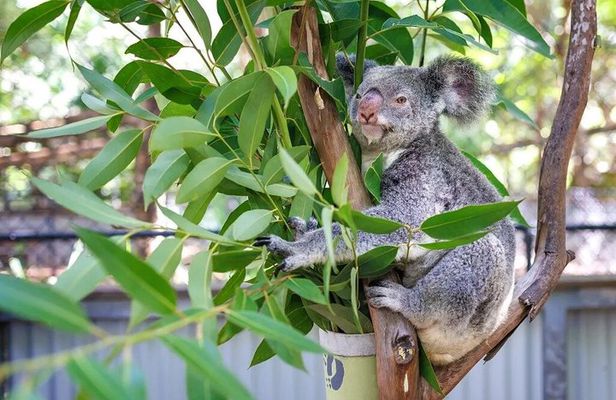 Breakfast with Koalas Experience on Magnetic Island