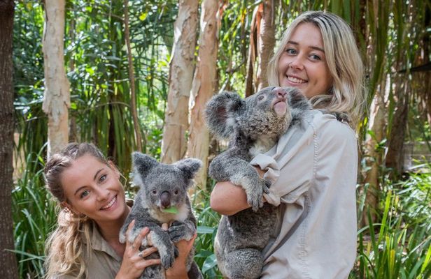Koala and Wildlife Park Discover Magnetic Islands Native Animals