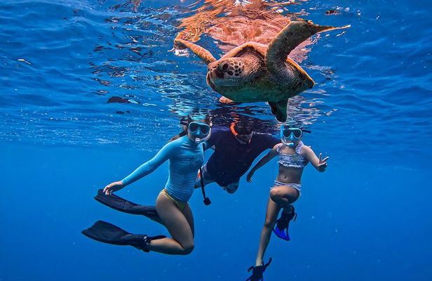 Swim with Turtles Rarotonga - Guided Turtle Tour