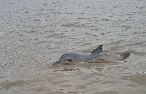 Sunset and Dolphin Tour Suriname
