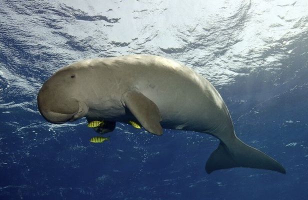 Coron Island Adventure Snorkeling Dugong Watching and More