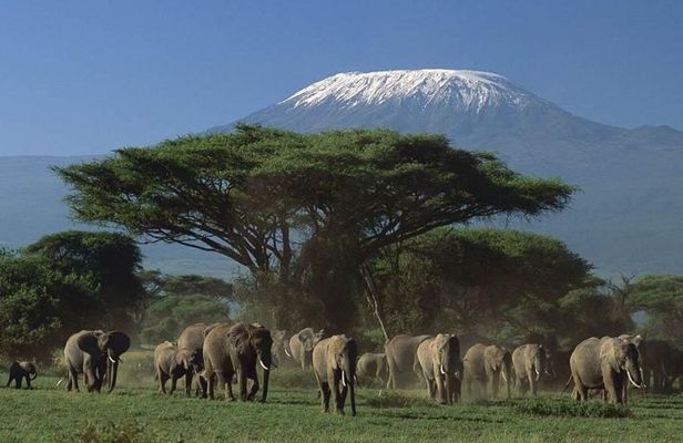 3 days Tsavo East and Amboseli Safari from Diani Mombasa