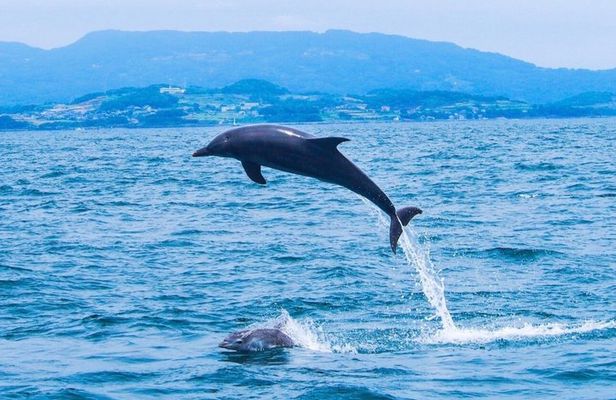 Dolphin Swim and Whale Encounter Experience with Transfer+ Lunch