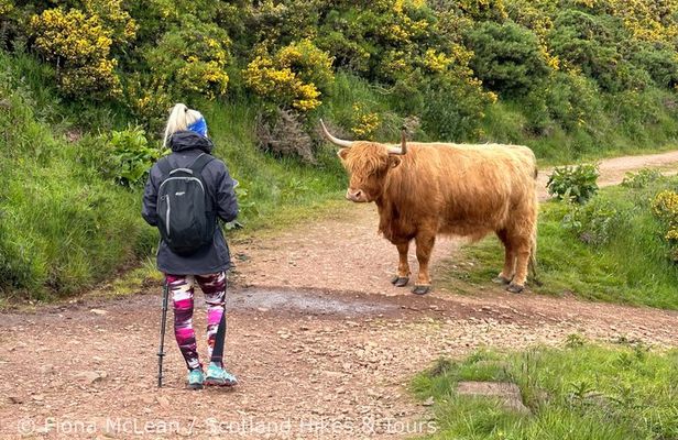 Hills, heather & Highland cows - Hiking in the Pentlands