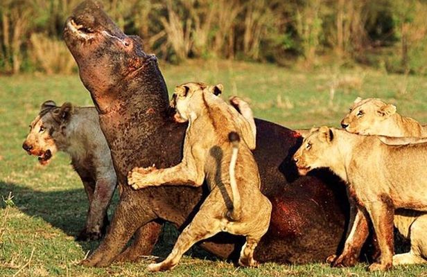  3-Day: Mikumi National Park Safari with Jeep 4x4