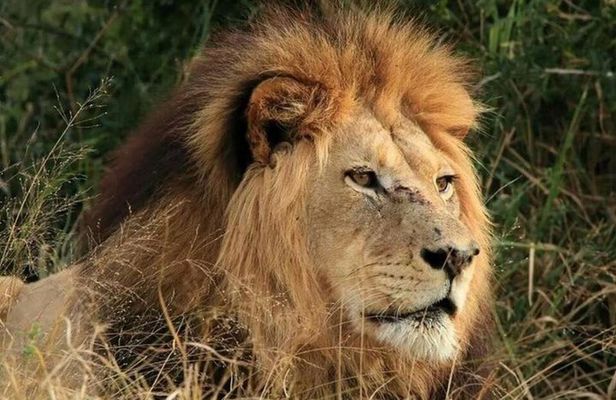 Addo Elephant Full Day Safari With Lunch