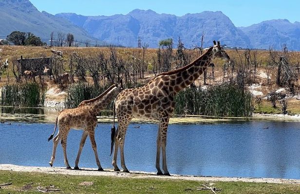 Private Safari Game Drive with Table Mountain Experience
