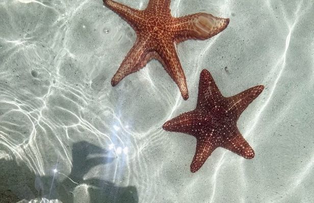 Aquaholic Charters Private, Luxury, local Adventures Grand Cayman