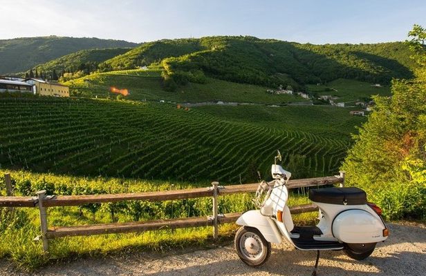 Fiesole and Florence Hills by Vespa with Olive Oil Tasting