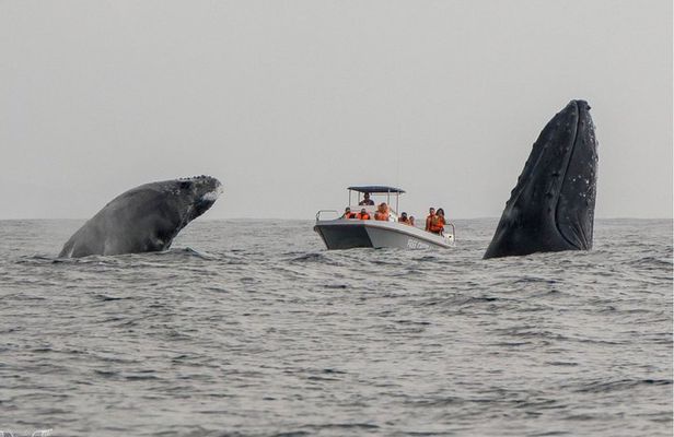 Whale Watching Boat Tour in St Lucia South Africa