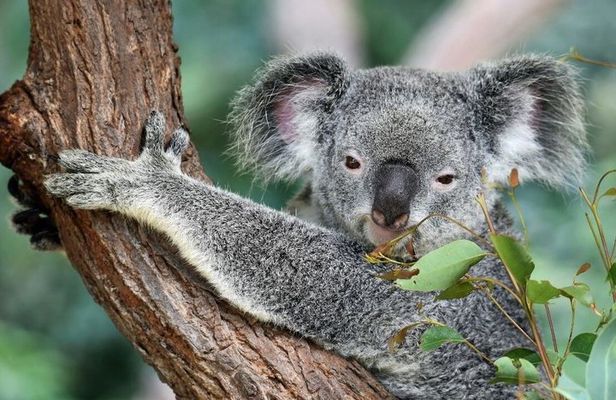 Australian Wildlife and Wine Tasting