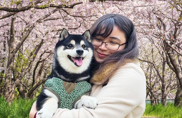 Tokyo Private Cherry Blossom Tour with a Shiba Inu & Shrine Walk