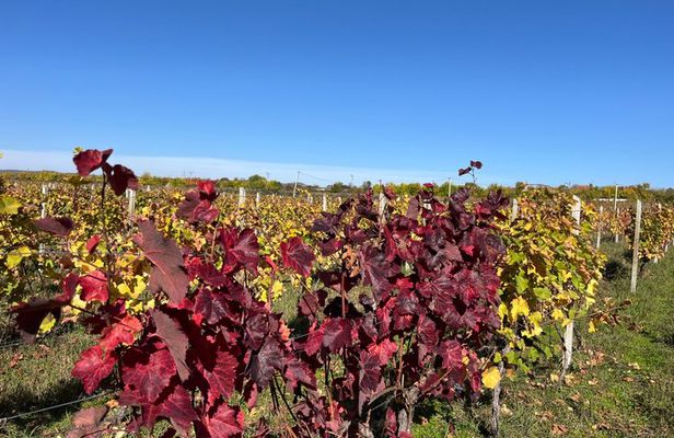 Authentic Kakheti Wine Tour: Tastings, Sighnaghi & Wine Tunnel