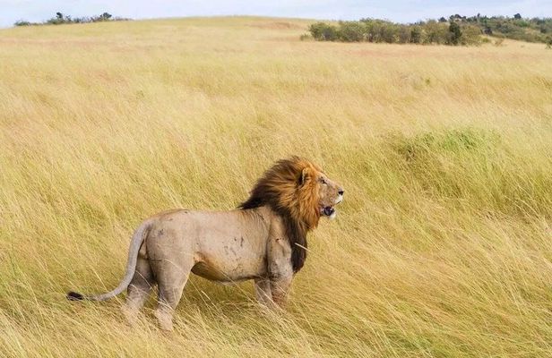 2 Days One Night Golden Mikumi Safari Adventure from Zanzibar