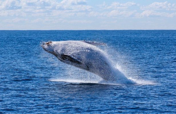 Whale Watching Cruise from Reykjavík