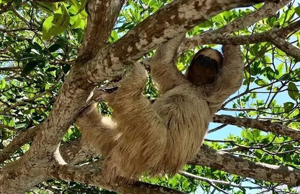  island tour ,sloths and monkey sanctuary + west bay beach break