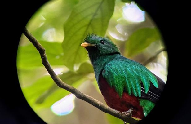 Monteverde Wildlife Discovery with Local Naturalist Guide