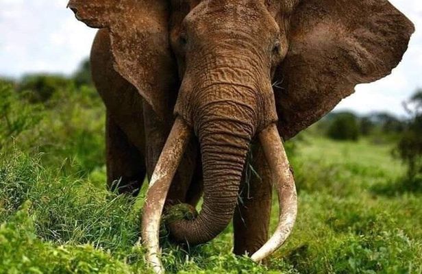 3 Days Elephant Focused Game Drive in Amboseli National Park