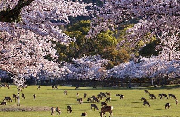 Nara and Uji Private Custom Tour from Kyoto