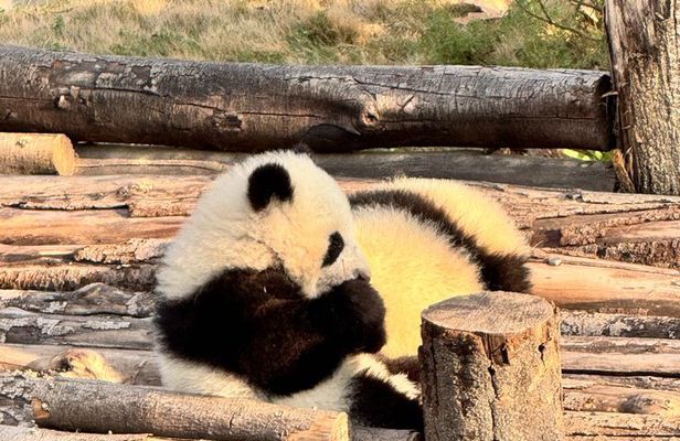 Chengdu Panda Base Half-Day Private Tour