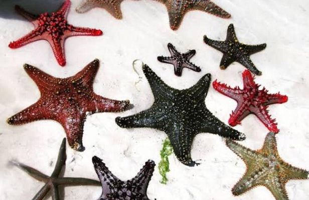 Starfish Encounter, Blue Lagoon Snorkeling & Tropical Fruit Lunch