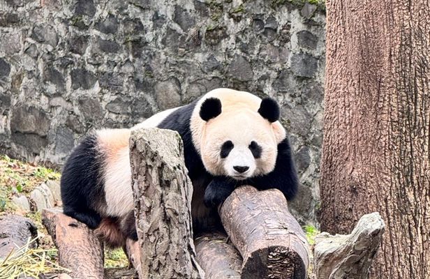 Dujiangyan Pandas and UNESCO Irrigation System Private Experience