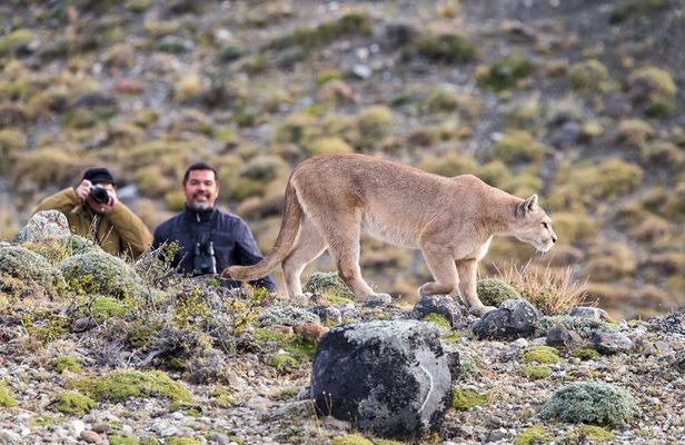 Puerto Natales: Puma Tracking Safari in Torres del Paine