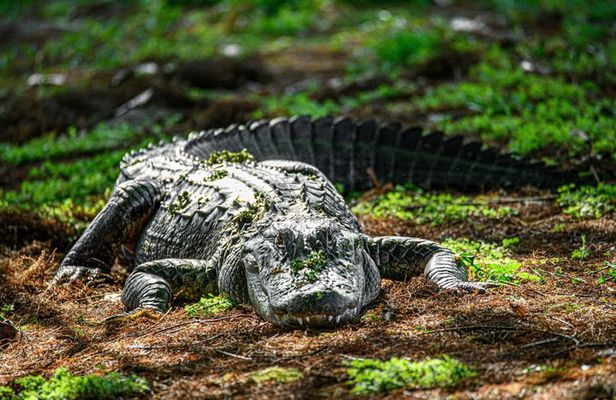 Miami, Little Havana, Everglades National Park Small Group Tour