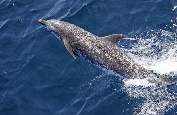Evening Dolphin Cruise with Welcome Drink from Poreč