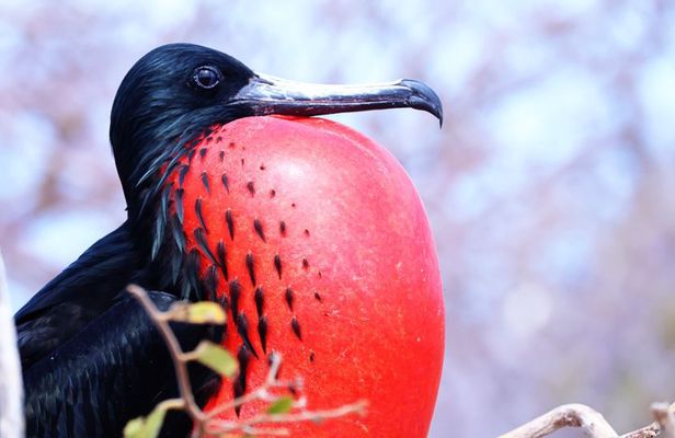 North Seymour Island Day Tour