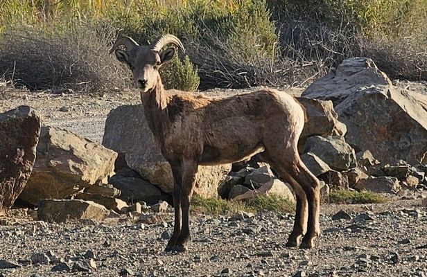 Yuma AZ Half Day Narrated Historic Sightseeing Tour