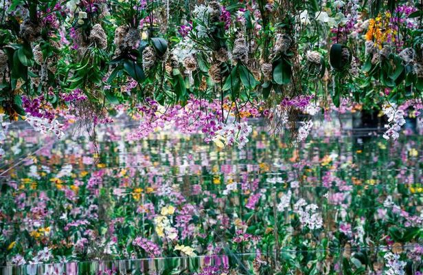 Tokyo Guided Tour teamLab Borderless and Imperial Palace