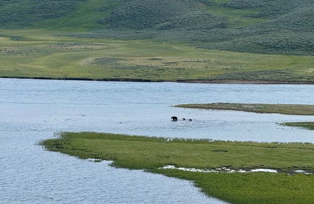 Yellowstone Wildlife Safari Day Tour