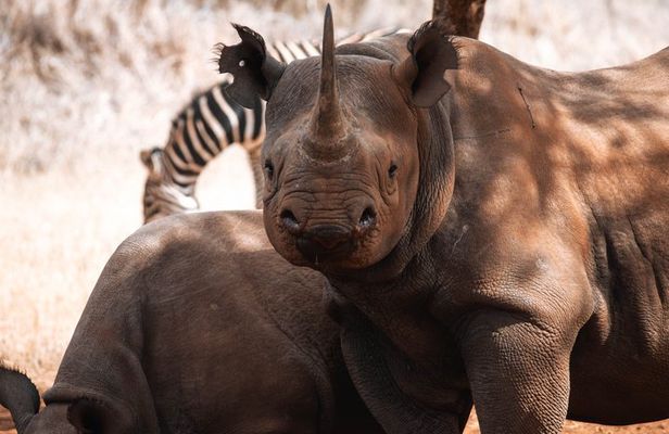 5 Day Mkomazi Rhino Safari