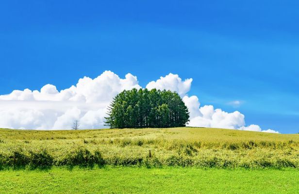 [Late Departure] Biei Best 5 Must-Visit Day Tour from Sapporo