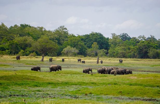 Minneriya National Park halfday Safari