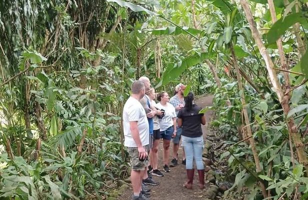 Guanacaste Wonders Sloths Waterfalls and Coffee